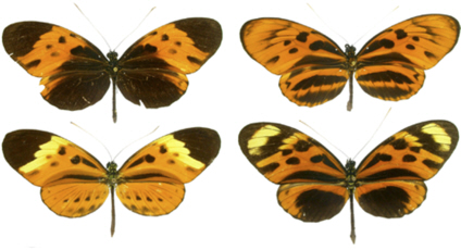 Variation in Heliconius