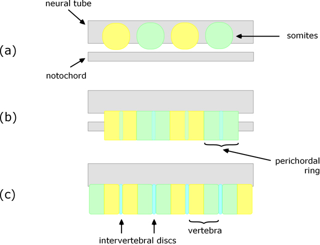 Resegmentation in tetrapods