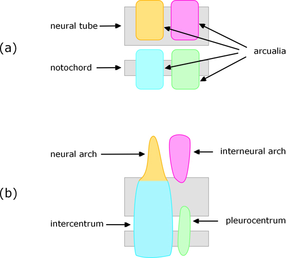 Vertebrae formation in cartilaginous fish