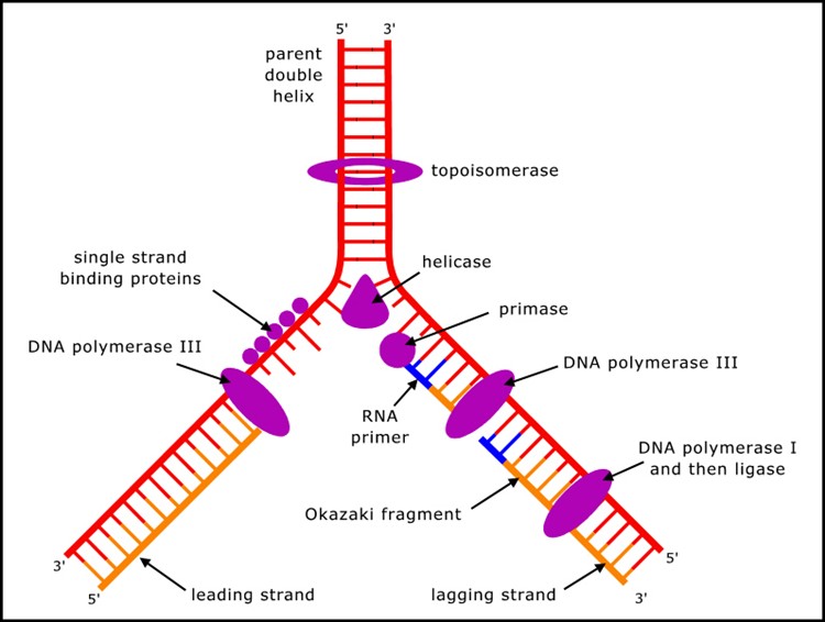 DNA replication