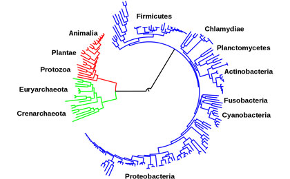 Is macroevolution just accumulated microevolution?