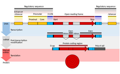 DNA, RNA and Chromosomes 