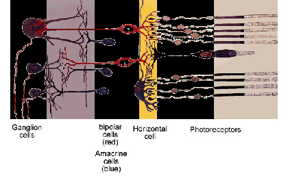 The Claim that the Retina of the Eye is Imperfectly Constructed